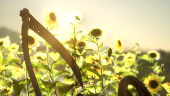 Old Vintage Style Scythe and Sunflower Field