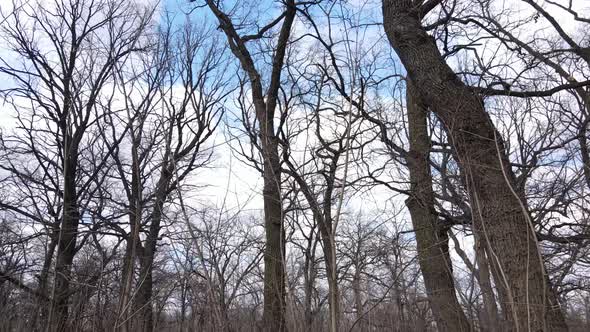 Aerial View of a Forest Without Leaves Slow Motion