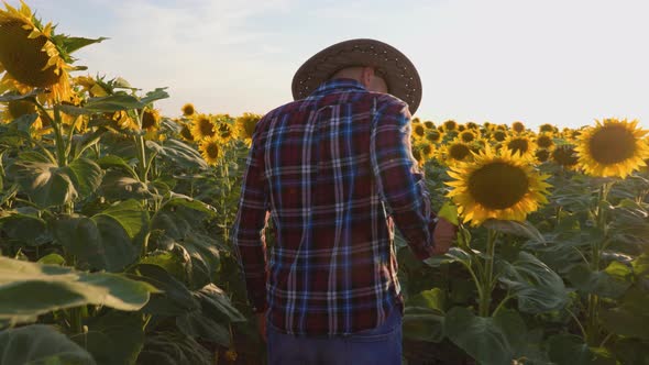 Back View and Tracking Shot of A Young Farmer in a Hat Walks Through His Field