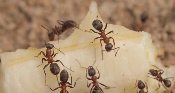 Closeup Shot of Ants