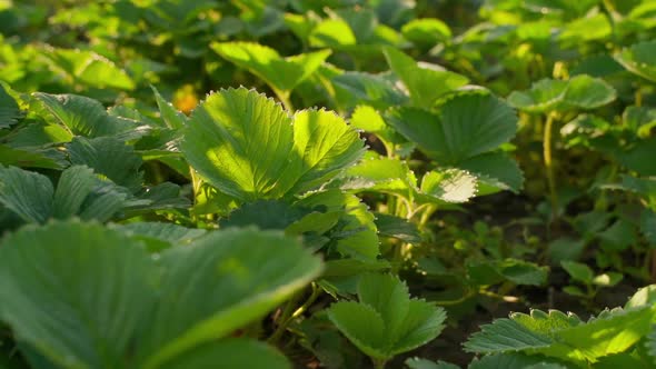 Green Strawberry Leaves are Translucent in the Morning Dawn Sun