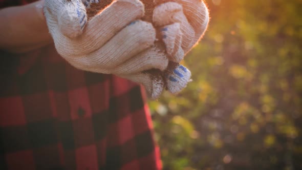 Farmer Hand Holding Leaf of Cultivated Plant