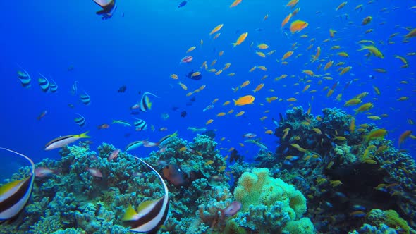 Tropical Underwater Fish Corals Reef