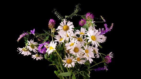 Flowers of White Beautiful Chamomiles