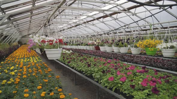 Growing Plants in Spring Timelapse Flowers and Greens in Greenhouse Agriculture