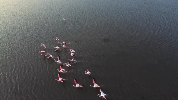 Flock Of Pink Flamingos Wading And Flying Away The Calm Water In Vendicari Nature Reserve In Sicily,