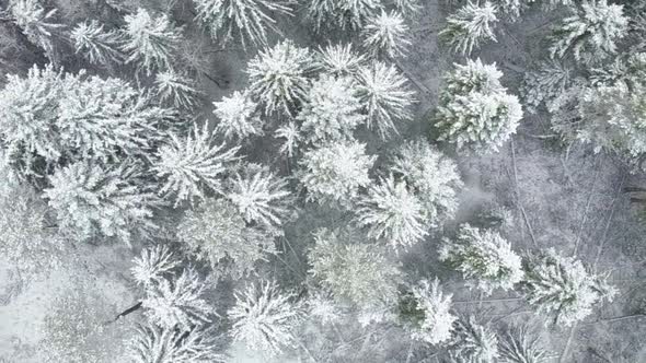 Flying Over the Snowy Forest and Hills