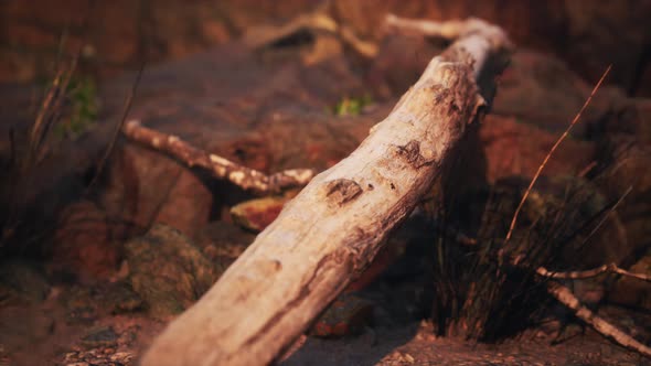 Dry Dead Tree Branches and Mountain Ridge