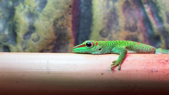 Crimson Giant Day Gecko lying still on bamboo