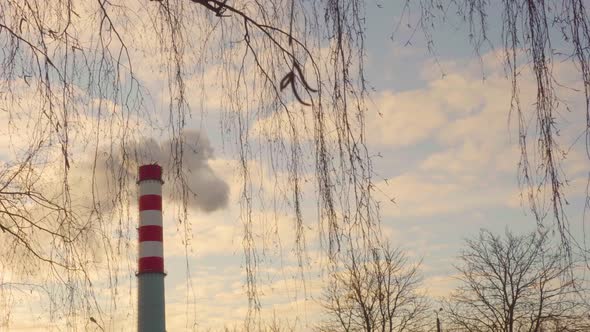 Smoke Comes From an Industrial Tube Against the Backdrop of a Cloudy Sky and Tree Branches Sunrise