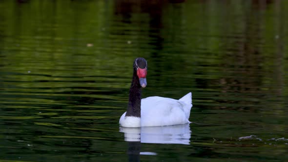 A black-necked swan swimming peacefully on a pond while searching for food with its head under water