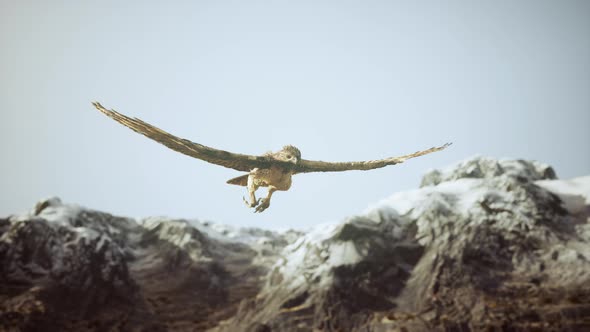 Extreme Slow Motion Shot of Eagle