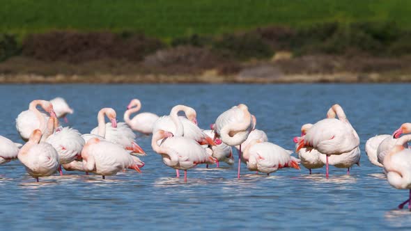 Flamingos in the Lake Wild Pink Greater Flamingo in the Salt Water Nature Birds Wildlife Safari Shot