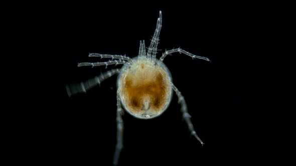 Water mite Hydrachnidia under a microscope, order Trombidiformes