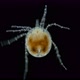 Water mite Hydrachnidia under a microscope, order Trombidiformes - VideoHive Item for Sale