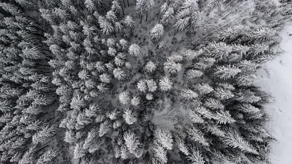 Mountain Winter Pine Forest