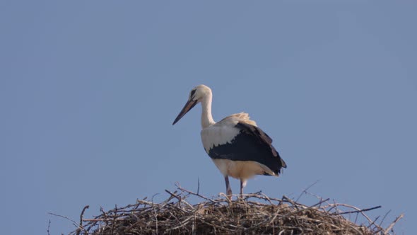 One Crane Stands in the Nest