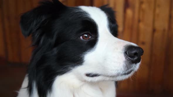 Funny Portrait of Puppy Dog Border Collie Indoors