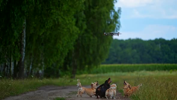 Small breed dog running outdoor. Happy walk of a dog. Dog on nature backgound catching quadrocopter.