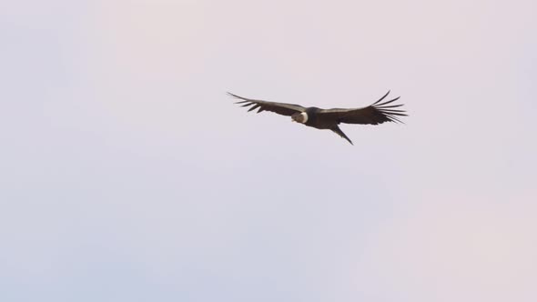 Andean condor (Vultur gryphus), one of the largest flying birds in the world over the mountains of S