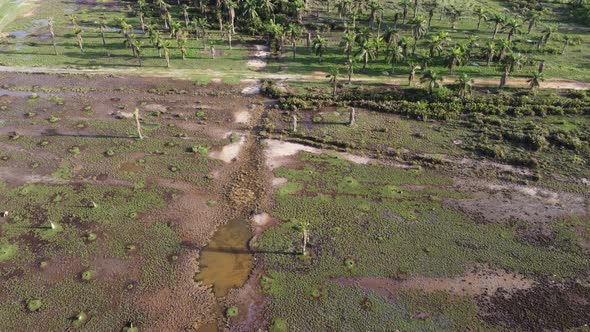 Wetland with some dry oil palm tree