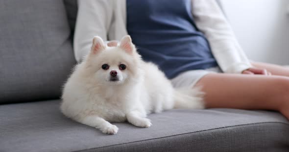 White pomeranian dog 