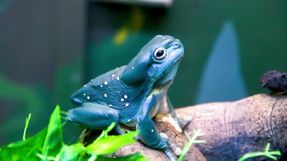 Blue Frog Looking Up From the Grass