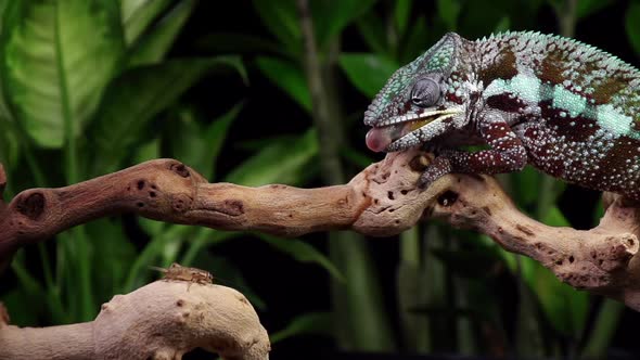 Chameleon Catching and Eating Slow Motion