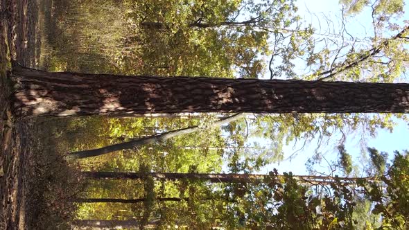 Vertical Video of the Forest on an Autumn Day Slow Motion