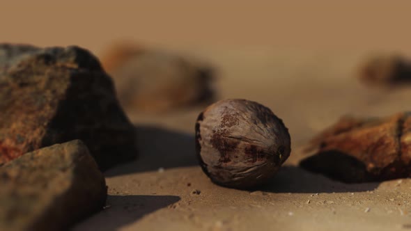 Coconut on Sand Beach at Sunset