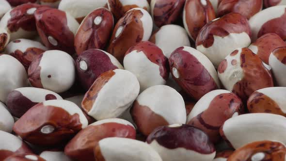 Colorful bean seed were produced under organic condition.