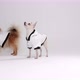 Dressed dogs - VideoHive Item for Sale