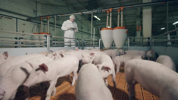 Pig Farmer Checking Pigs at Farm. Pig Farm Employee Is Inspecting a Pig Herd