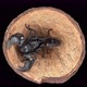scorpion Heterometrus petersi, family Scorpionidae. - VideoHive Item for Sale