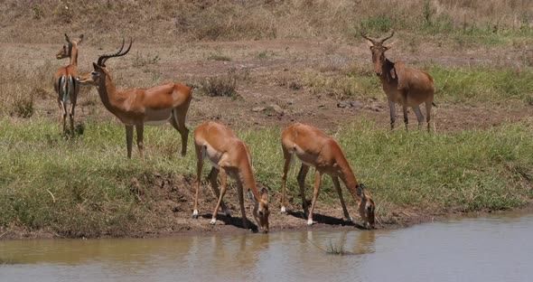Impala, aepyceros melampus, Group standing at Waherhole, Hartebeest, alcelaphus buselaphus