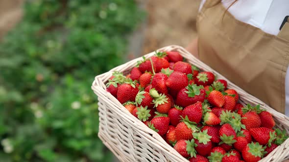 Wicker Basket Full Strawberries on Woman Hands