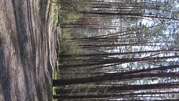 Vertical Video of a Road in the Forest Slow Motion