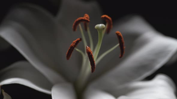 Water droplet on white lily. Slow Motion.