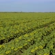 Aerial 4k view of green fields and flowers - VideoHive Item for Sale