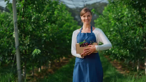 Garden Woman Holding Box at Agriculture Organic Cherry Farm