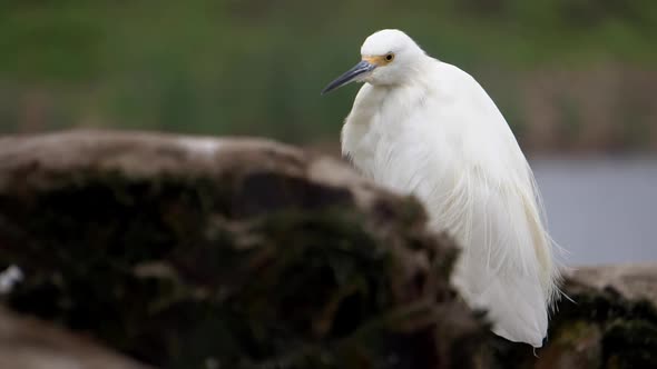 Snowy Egret Heron standing in the Wetlands Slow Motion