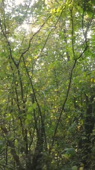 Vertical Video Autumn Forest with Trees By Day