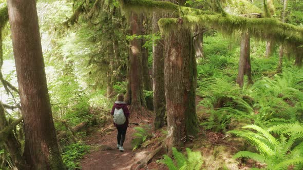 Woman Hiking Forest Trail with Dense Fern and Tree Branches Covered By Moss