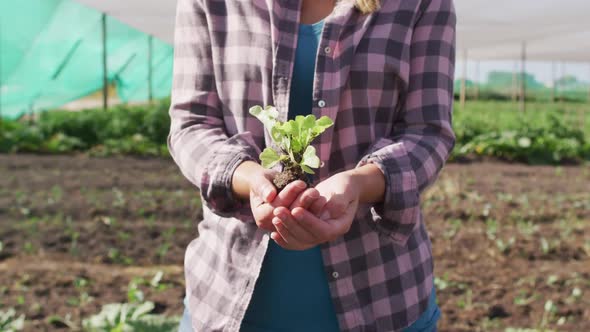 Video of midsection of caucasian woman holding seedling