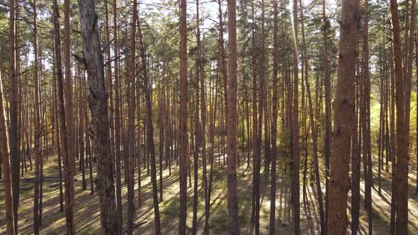 Autumn Forest Landscape with Trees By Day