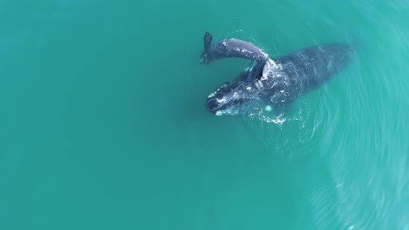 Aerial - Playful Southern Right whale calf rolls over & nuzzles mother