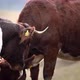 A Cow Licking Her Friend and Cleaning Her in Slow Motion - VideoHive Item for Sale