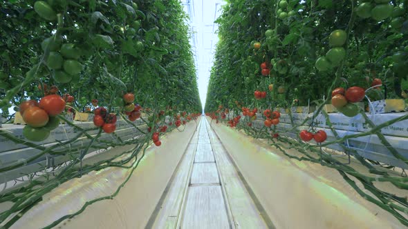 Red and Green Tomatoes on Branches in Glasshouse.