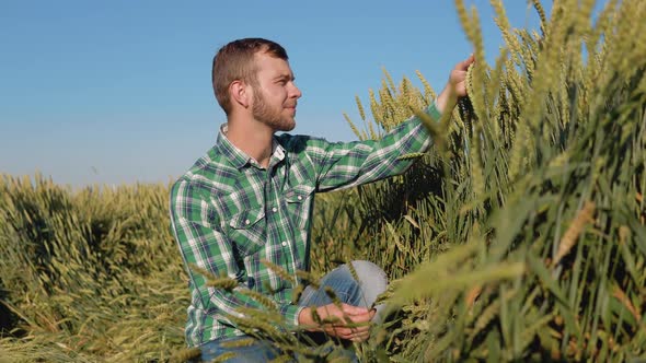 A Young Farmer Agronomist with a Beard Sits in a Field of Wheat Under a Clear Blue Sky and Examines