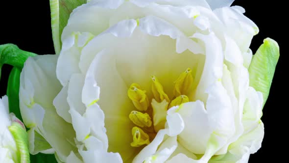 Time Lapse White Tulip Flower Blooming on Black Background Close Up Macro Shot